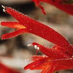 Penstemon pinifolius Flower