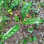 Pulmonaria longifoliaLiść