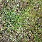 Danthonia decumbens List