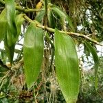 Dendrobium nobile 叶