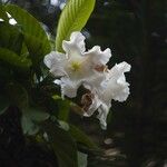 Beaumontia grandiflora