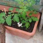 Solanum lycopersicum Blad