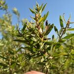 Baccharis dracunculifolia Foglia