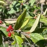 Shepherdia canadensis Плод