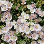 Mesembryanthemum nodiflorum Blüte