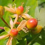 Hypericum androsaemum Other