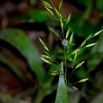 Homolepis aturensis Blomma