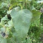 Kosteletzkya pentacarpos Likasa