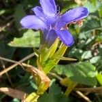 Gentianopsis ciliata ശീലം