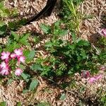 Verbena × hybrida Hábito