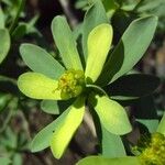Euphorbia balsamifera Flower