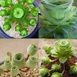 Aeonium aureum Φύλλο