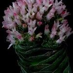 Crassula pyramidalis Квітка