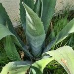 Agave shaferi Blad