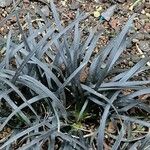 Ophiopogon planiscapus Blatt