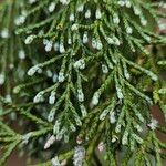 Chamaecyparis lawsoniana Leaf