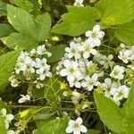 Saxifraga hypnoides Fula