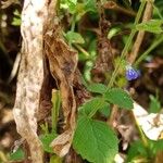 Salvia occidentalis Virág