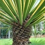 Furcraea selloana Kéreg/szár
