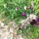 Cirsium palustre Fruit