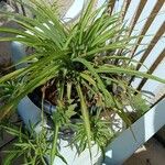 Chlorophytum capenseপাতা