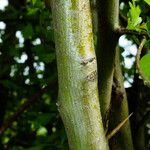 Crataegus rhipidophylla Azala