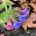 Pulmonaria officinalis Flor