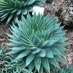 Aloe polyphylla Habit