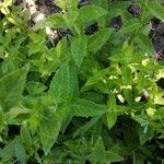 Mentha longifolia Leaf