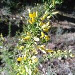 Ulex parviflorus Flor