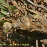 Launaea lanifera Blad