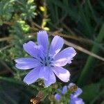 Cichorium intybusІнше