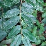 Xylopia hypolampra Leaf