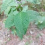 Mentha arvensisഇല