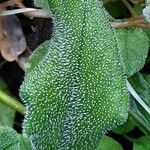 Myosotis latifolia ഇല