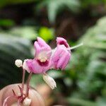 Rhynchotechum parviflorum Flower