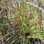 Cyperus niveus 葉