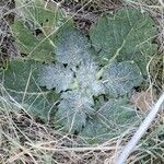 Salvia aethiopis Leaf