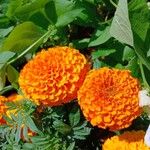 Tagetes erecta പുഷ്പം