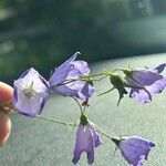 Campanula witasekiana Flower