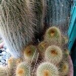 Parodia lenninghausii Fuelha