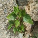 Ageratina adenophora Лист