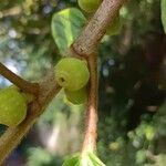 Ficus brevibracteata