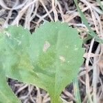 Coleostephus myconis Leaf