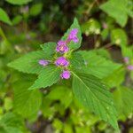 Galeopsis bifida Flower