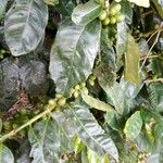 Coffea arabica Frucht