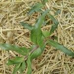 Penstemon eatonii Лист