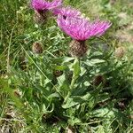 Centaurea uniflora Habitat