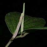 Piper nudifolium Leaf