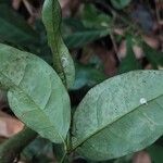 Gnetum africanum Leaf